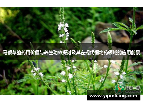 马鞭草的药用价值与养生功效探讨及其在现代植物药领域的应用前景