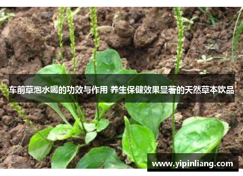 车前草泡水喝的功效与作用 养生保健效果显著的天然草本饮品